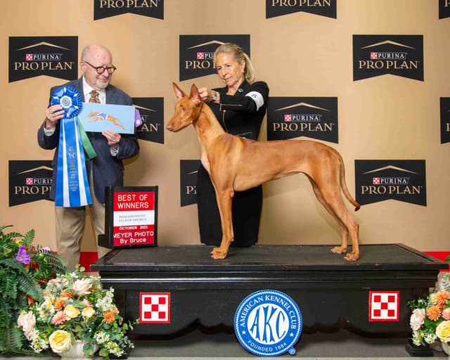 Pharaoh Hound Puppies media 2