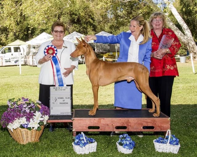 Pharaoh Hound Puppies media 4