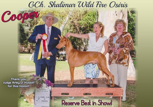 Pharaoh Hound Puppies media 5