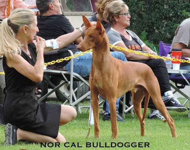 Pharaoh Hound Puppies media 6