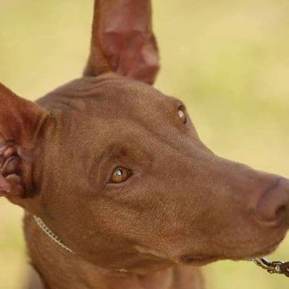 Pharaoh Hound Puppies media 7