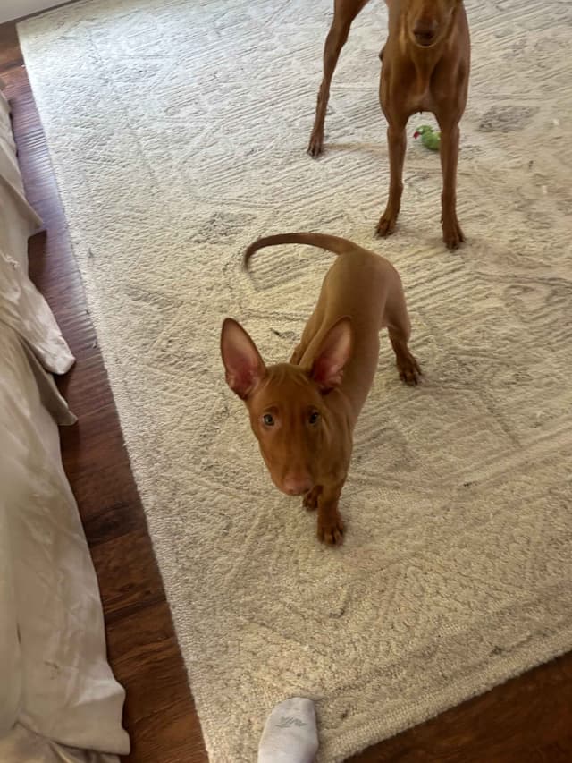 Pharaoh Hound Puppies media 9