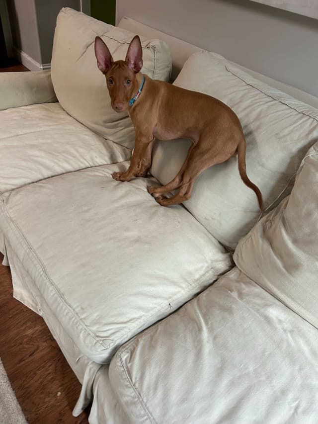 Pharaoh Hound Puppies media 10