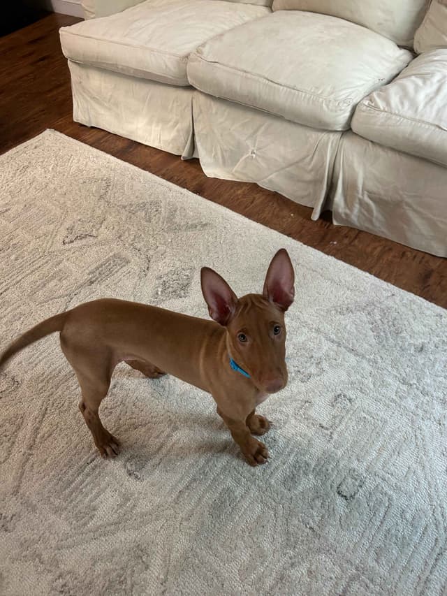 Pharaoh Hound Puppies media 11