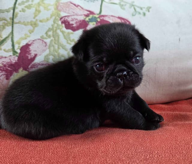 Pug Puppies media 2