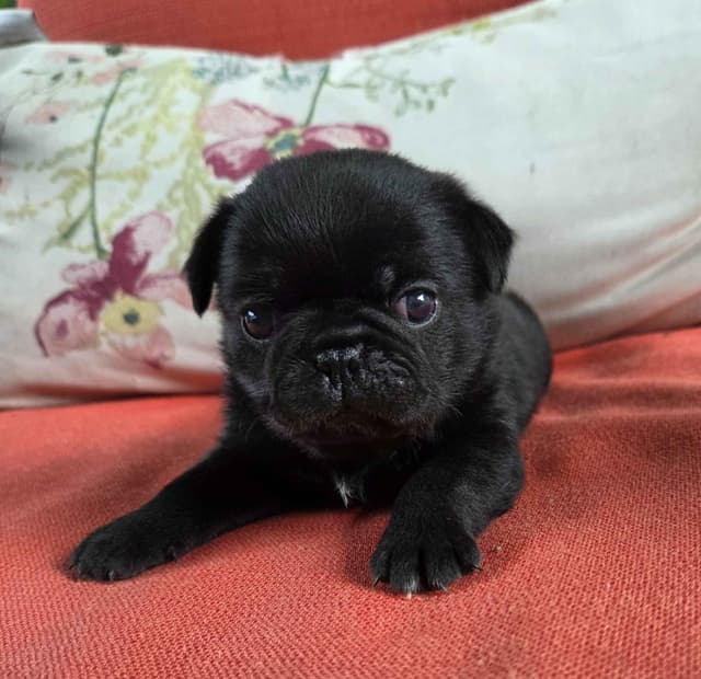 Pug Puppies media 4