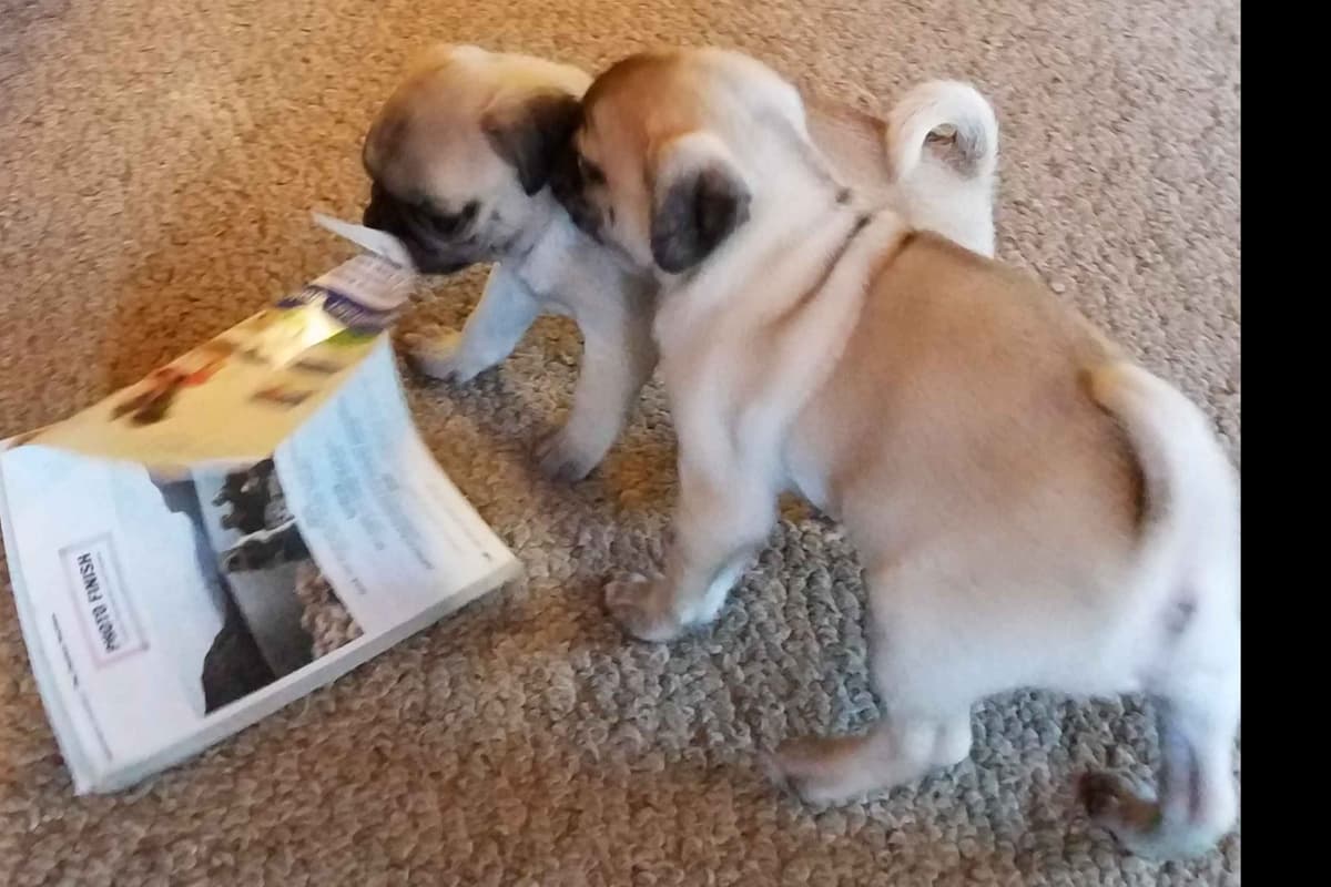 Pug Puppies breeder image 9