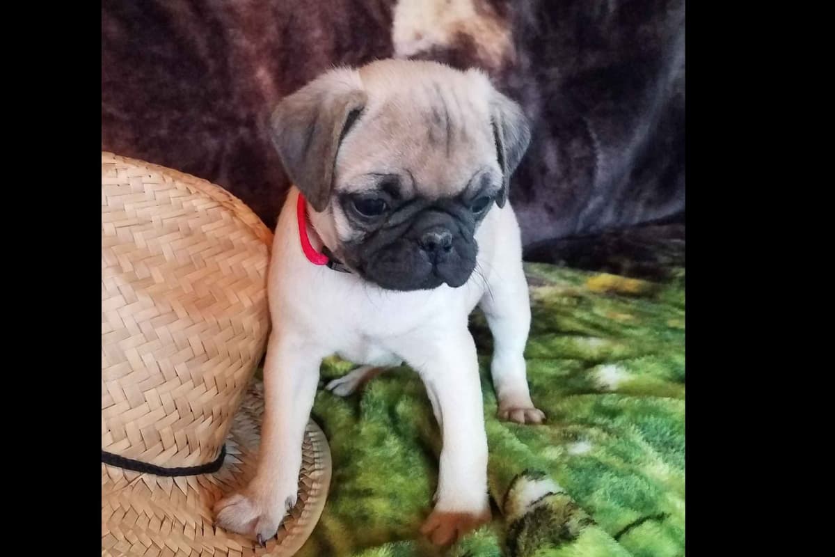 Pug Puppies breeder image 1