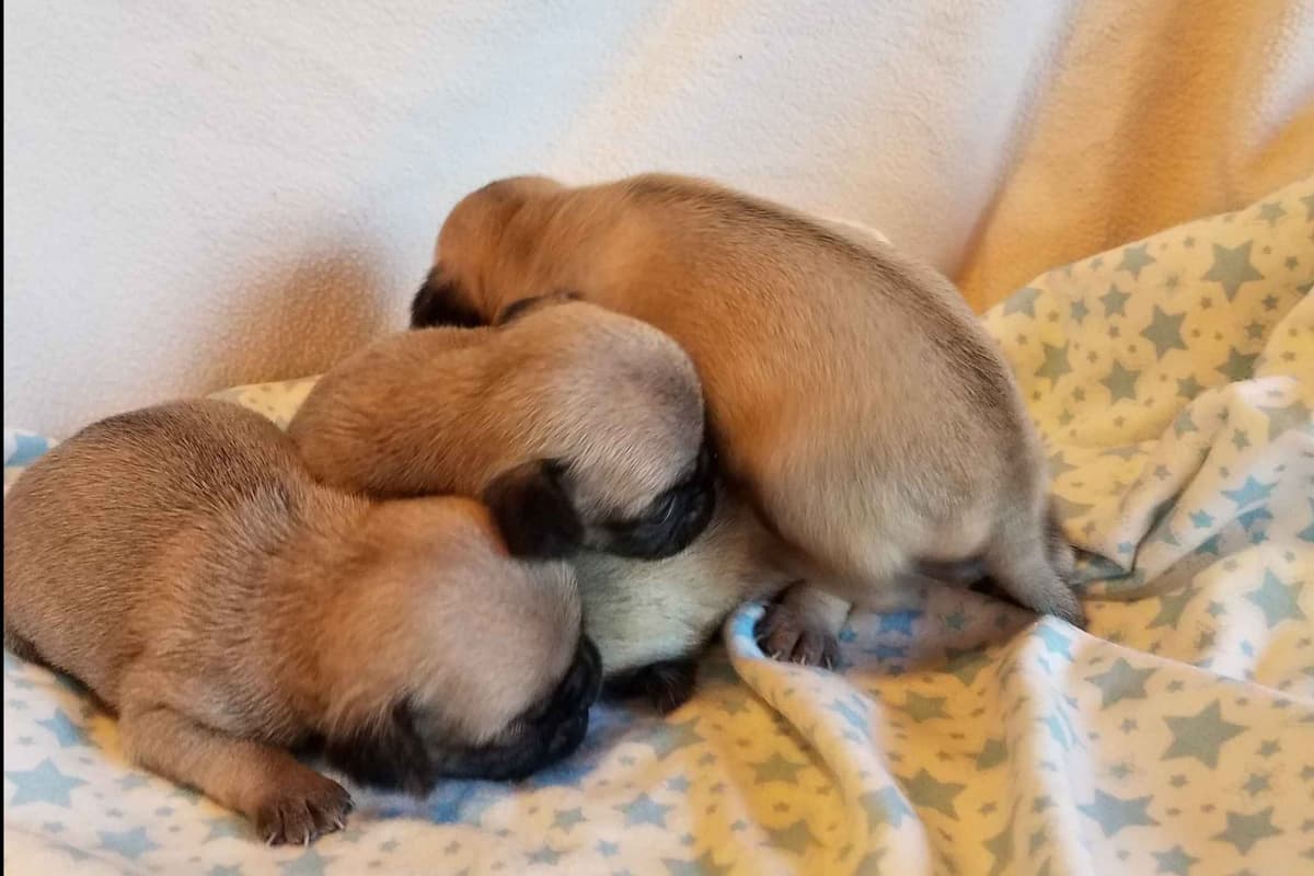 Pug Puppies breeder image 2