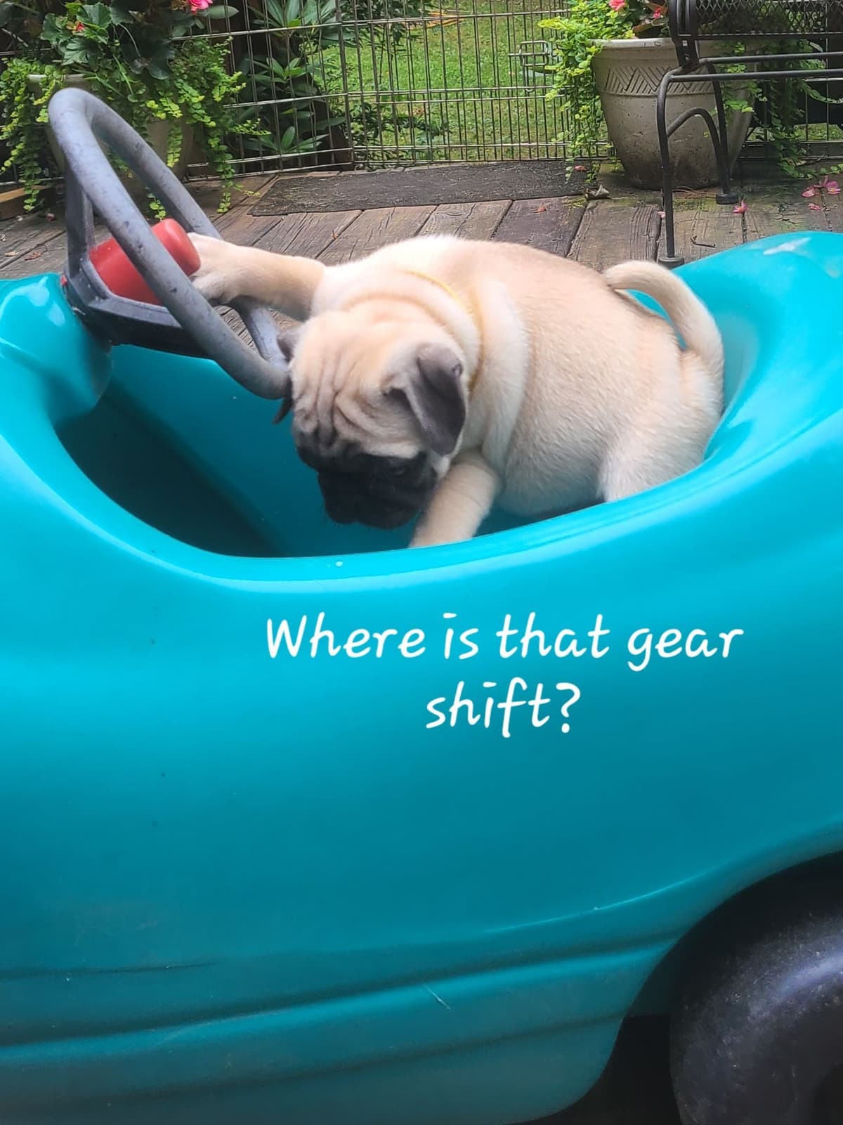 Pug Puppies breeder image 6