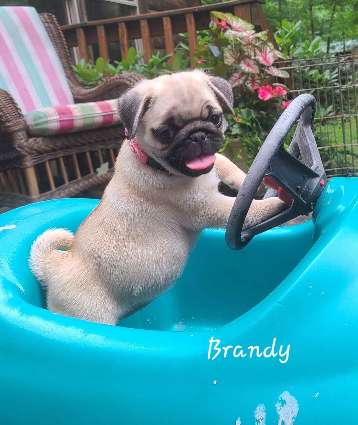 Pug Puppies breeder image 5