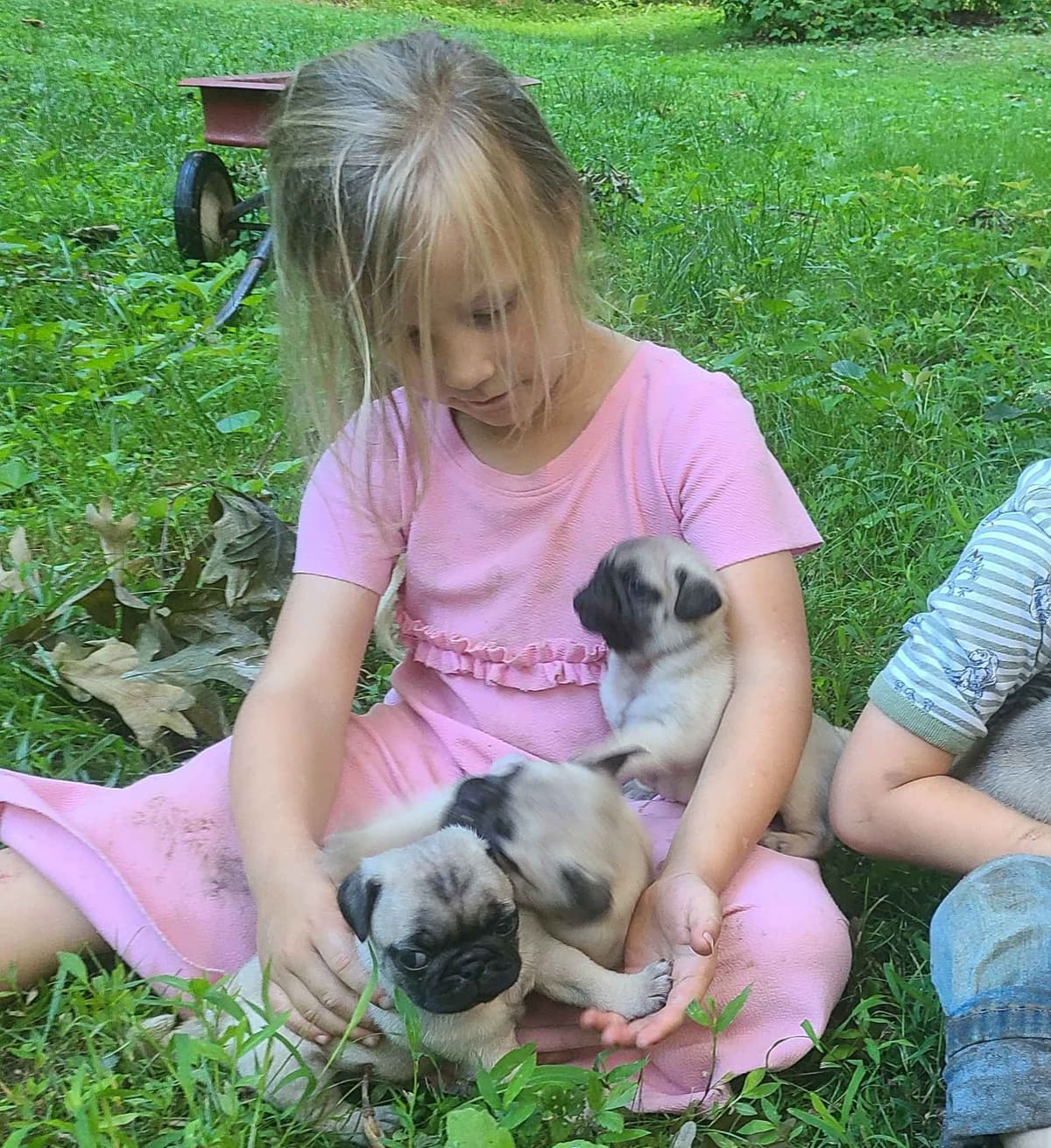 Pug Puppies breeder image 4