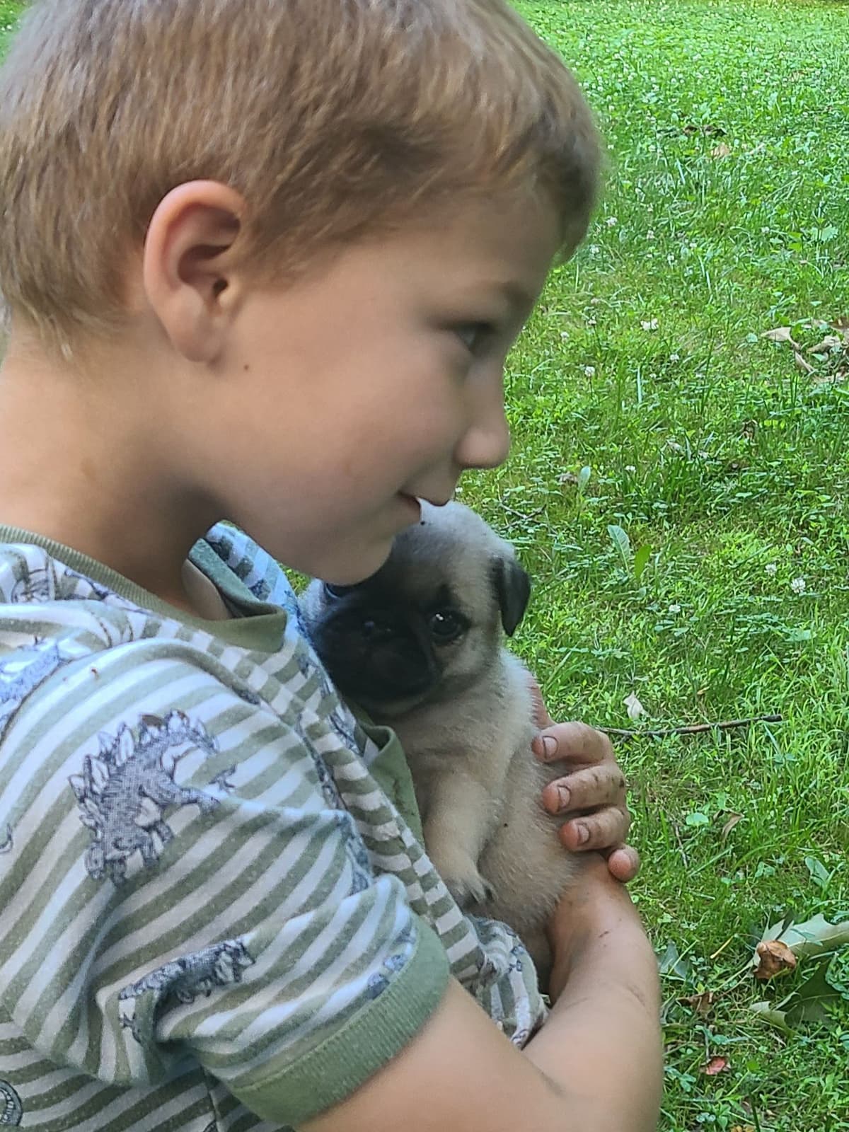 Pug Puppies breeder image 7