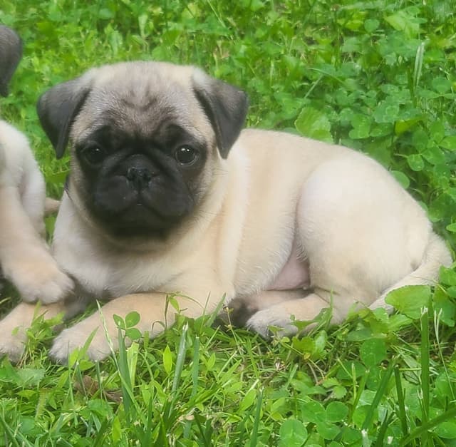 Pug Puppies media 7