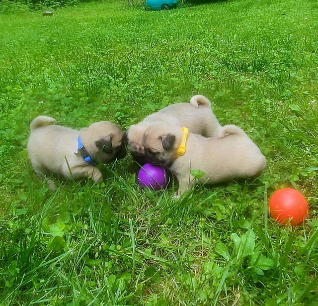Pug Puppies media 4