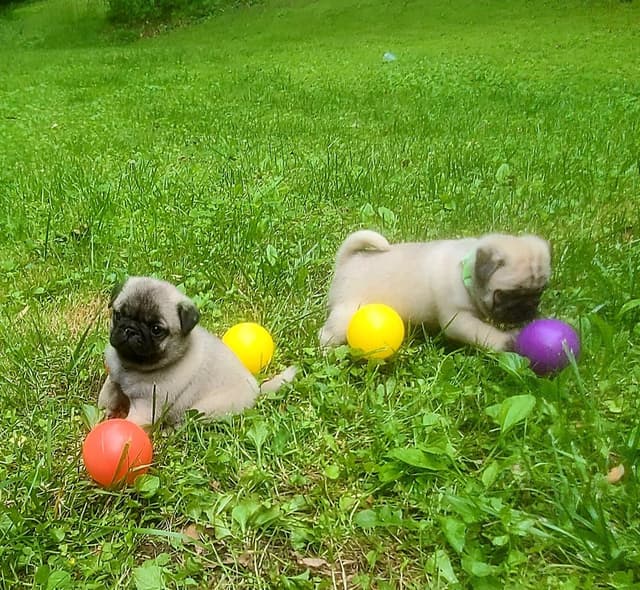 Pug Puppies media 7