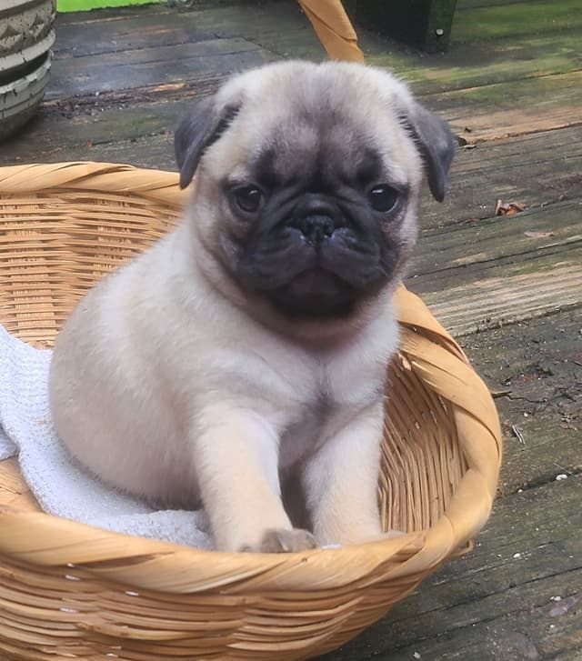 Pug Puppies media 6