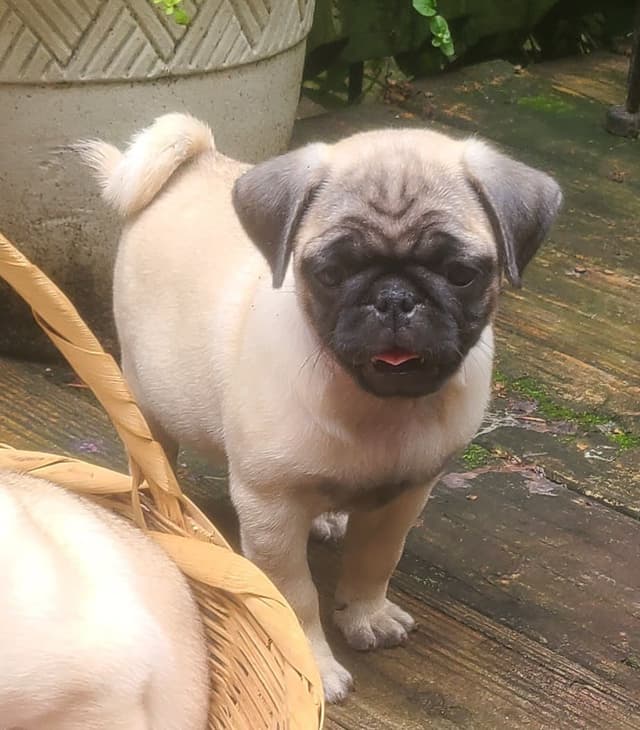 Pug Puppies media 8