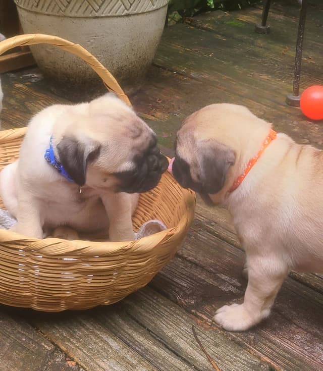 Pug Puppies media 9