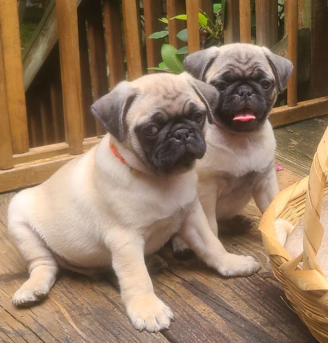Pug Puppies media 2