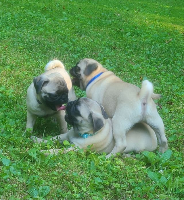 Pug Puppies media 3