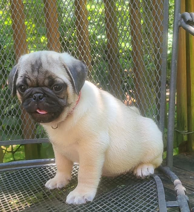 Pug Puppies media 3