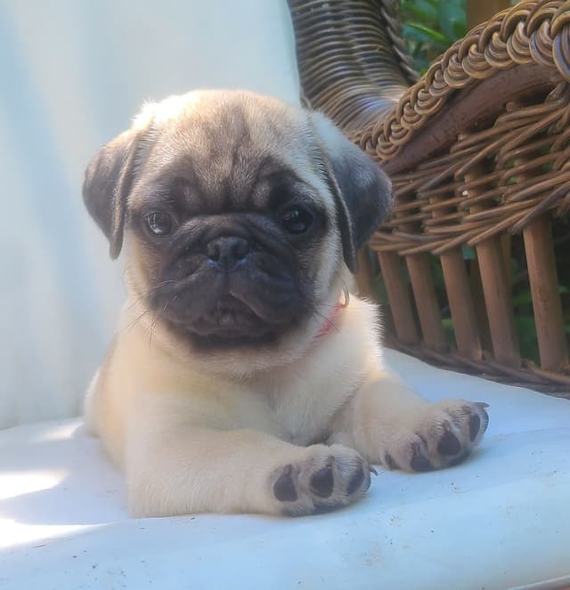 Pug Puppies media 2