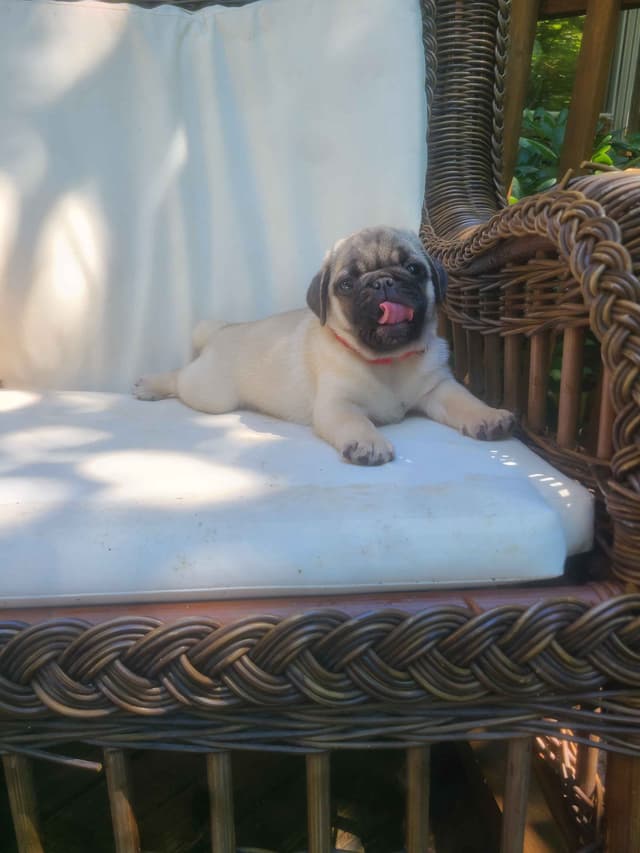 Pug Puppies media 10