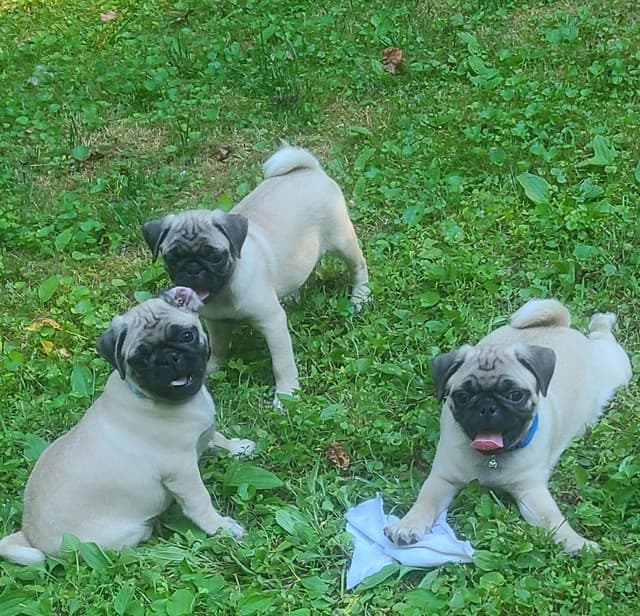 Pug Puppies media 8