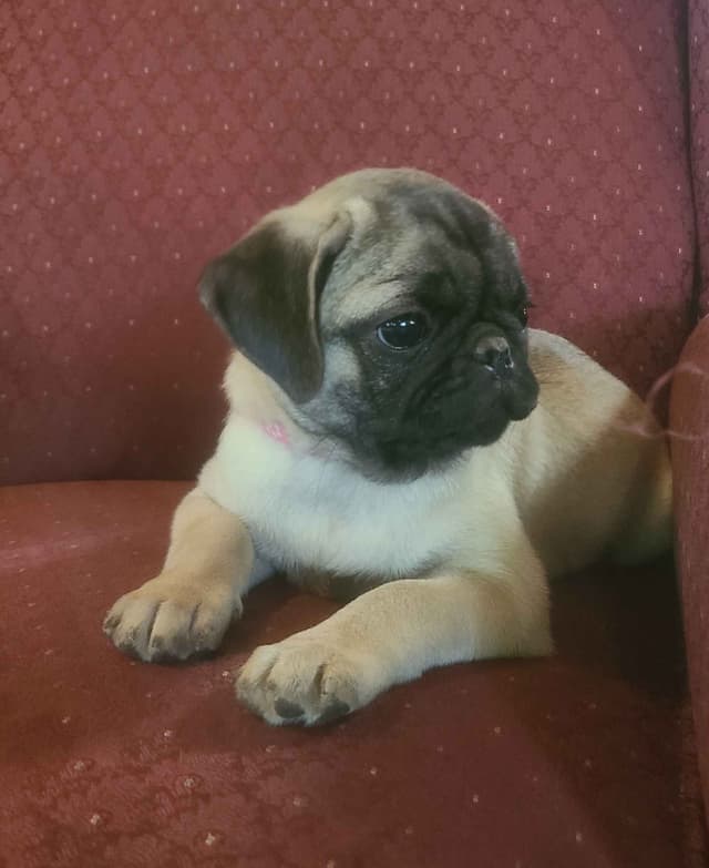 Pug Puppies media 5