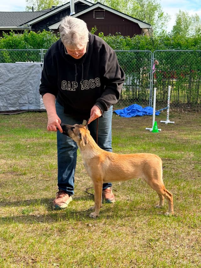 Xoloitzcuintli Puppies media 2