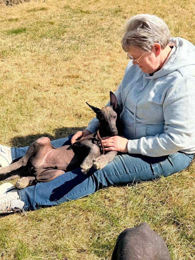 Xoloitzcuintli Puppies media 4