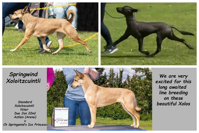 Xoloitzcuintli Puppies media 5