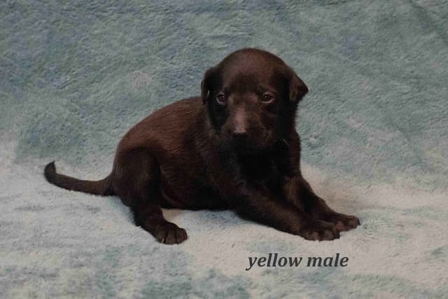 Xoloitzcuintli Puppies media 6