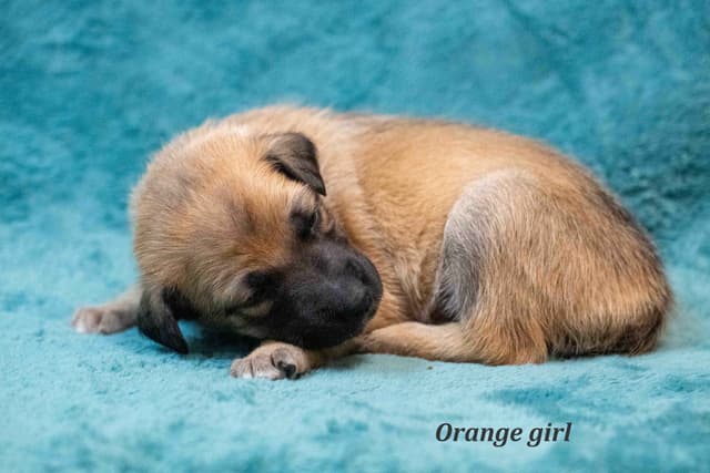 Xoloitzcuintli Puppies media 7
