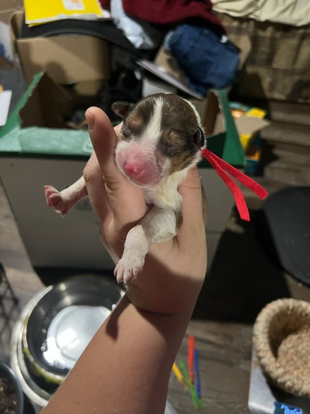 Collie Puppies media 2
