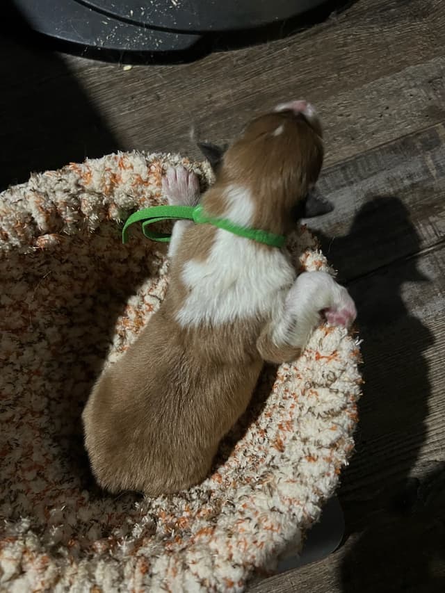 Collie Puppies media 3