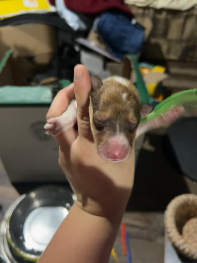 Collie Puppies media 4