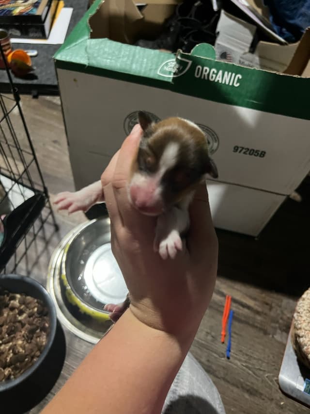 Collie Puppies media 7