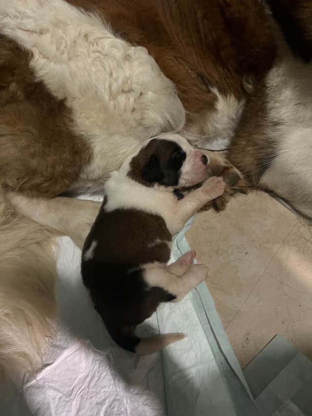 Saint Bernard Puppies media 3