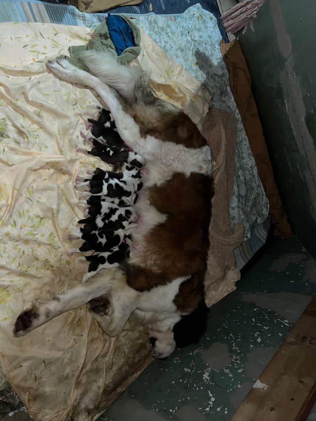 Saint Bernard Puppies media 2
