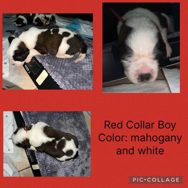 Saint Bernard Puppies media 5