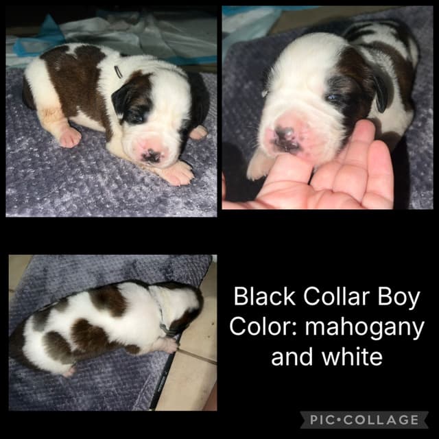 Saint Bernard Puppies media 6