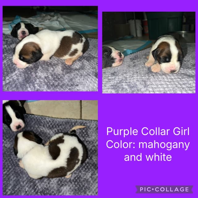 Saint Bernard Puppies media 7