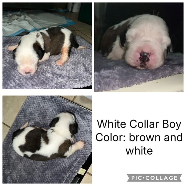 Saint Bernard Puppies media 8