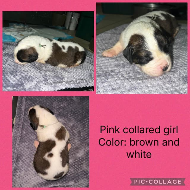 Saint Bernard Puppies media 9