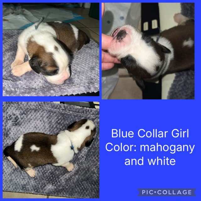 Saint Bernard Puppies media 11