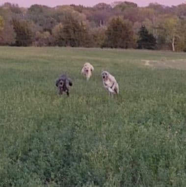 Irish Wolfhound Puppies breeder image 9