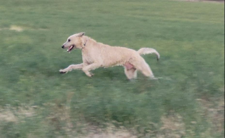 Irish Wolfhound Puppies breeder image 10