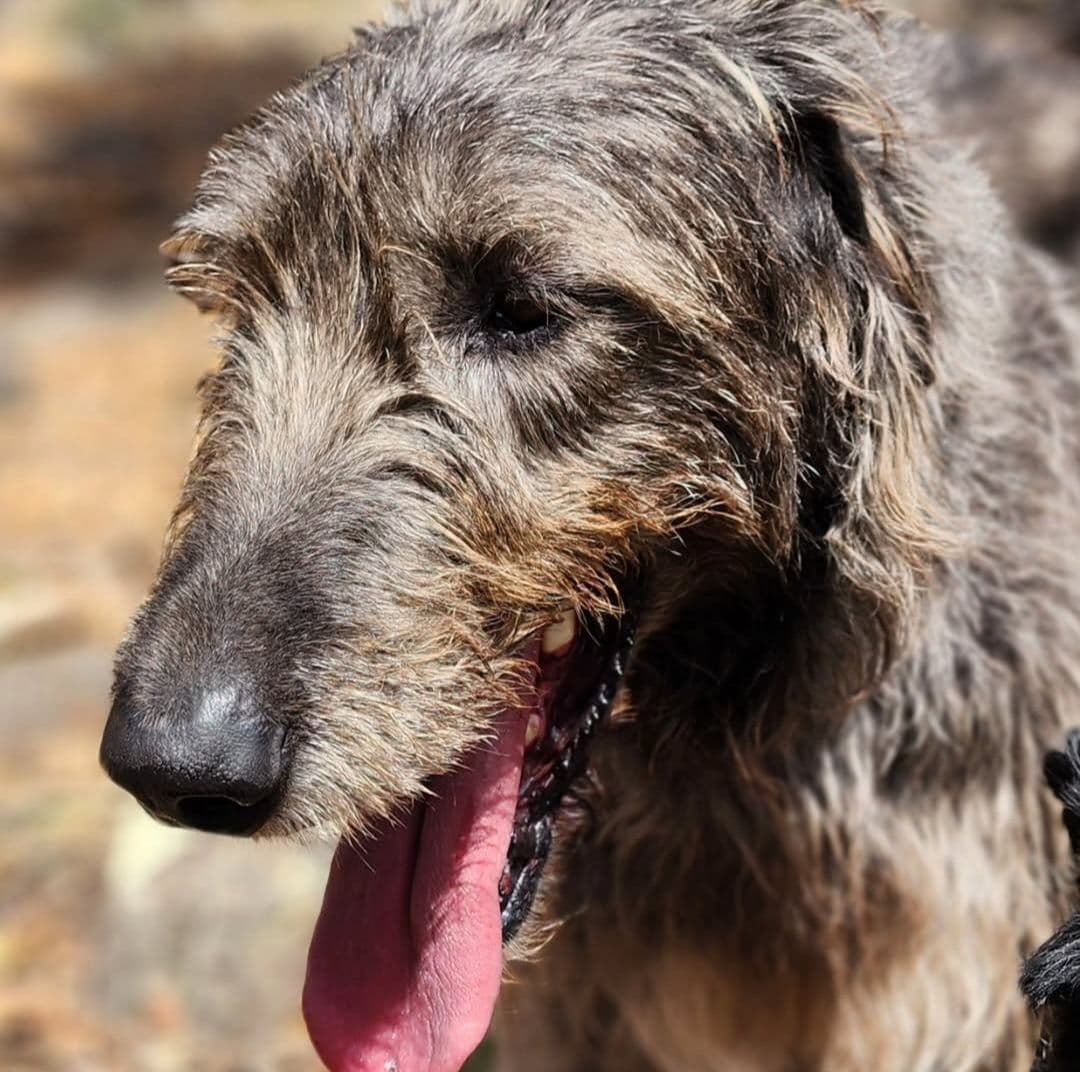 Irish Wolfhound Puppies breeder image 8